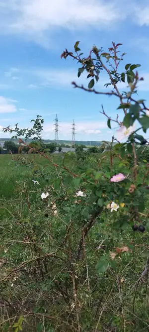 Teren cu Plante Medicinale