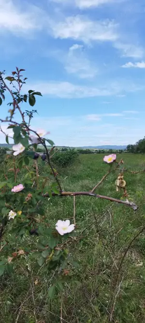 Teren cu Plante Medicinale - imagine 4