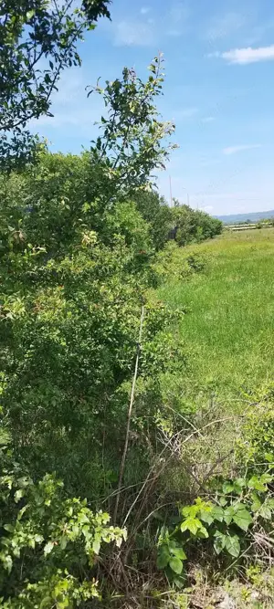 Teren cu Plante Medicinale - imagine 3