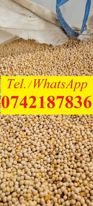 Mazăre furajera de toamna.  - imagine 2