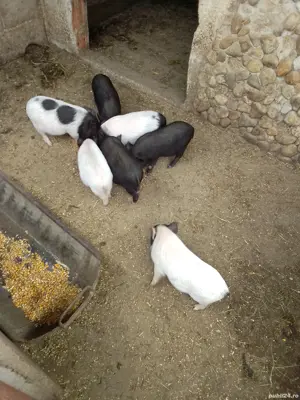 purcei vietnamez  - imagine 2