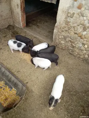 purcei vietnamez  - imagine 3