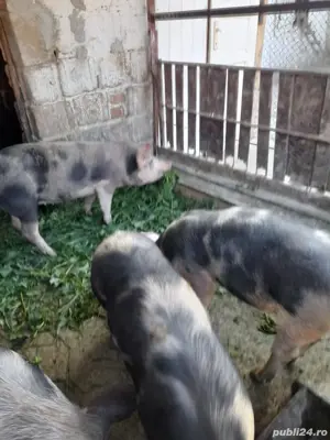 Șoldani zona Blaj - imagine 3