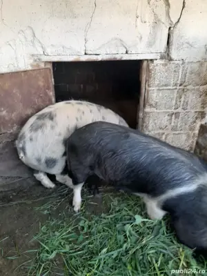 Șoldani zona Blaj - imagine 4