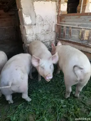 Șoldani zona Blaj - imagine 2