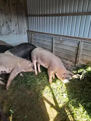 Șoldani zona Blaj - imagine 5