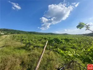 PRET REDUS!!! Proprietate viticola ecologica in zona Siria - imagine 3