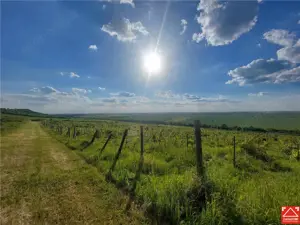 PRET REDUS!!! Proprietate viticola ecologica in zona Siria - imagine 5