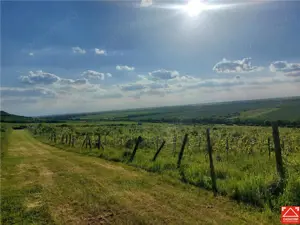 PRET REDUS!!! Proprietate viticola ecologica in zona Siria - imagine 2