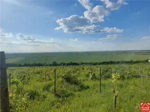 PRET REDUS!!! Proprietate viticola ecologica in zona Siria - imagine 6