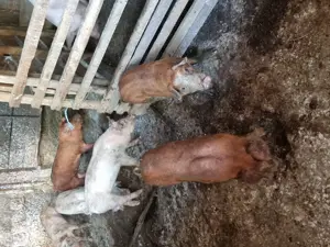 Vând purcei - imagine 3