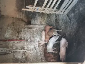 Vând purcei - imagine 2