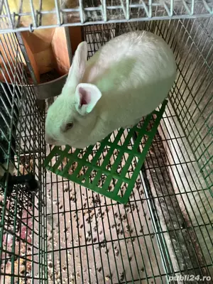 Femele rasa hycole francez - imagine 5