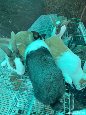 Femele rasa hycole francez