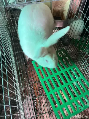 Femele rasa hycole francez - imagine 3