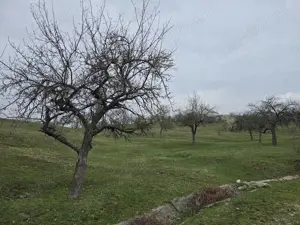 Teren extravilan Jiblea Veche punctul OGRAZI de vânzare  - imagine 3