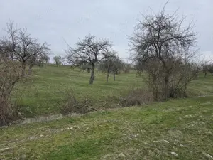 Teren extravilan Jiblea Veche punctul OGRAZI de vânzare  - imagine 4