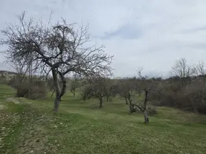 Teren extravilan Jiblea Veche punctul OGRAZI de vânzare  - imagine 5