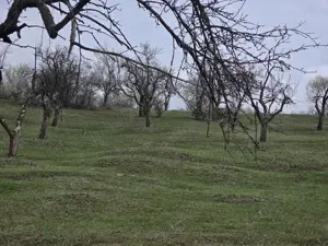 Teren extravilan Jiblea Veche punctul OGRAZI de vânzare  - imagine 6