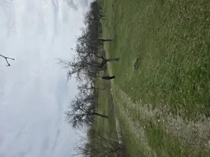 Teren extravilan Jiblea Veche punctul OGRAZI de vânzare  - imagine 7