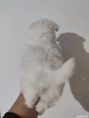 băiețel bichon maltez mini  - imagine 2