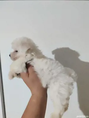 băiețel bichon maltez mini 