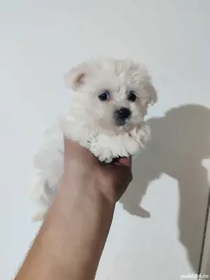 băiețel bichon maltez mini  - imagine 4