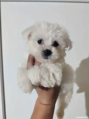 băiețel bichon maltez mini  - imagine 3