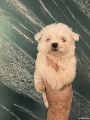 cel mai frumușel bichon maltezi mini - imagine 5