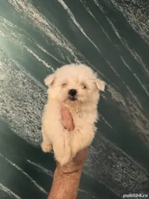 cel mai frumușel bichon maltezi mini