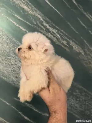 cel mai frumușel bichon maltezi mini - imagine 2