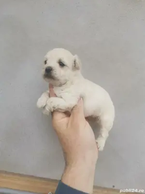 fetiță Bichon mini toy  - imagine 4