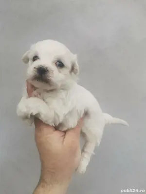 fetiță Bichon mini toy  - imagine 2