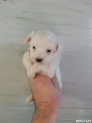 puiuti bichon maltez talie mica  - imagine 3
