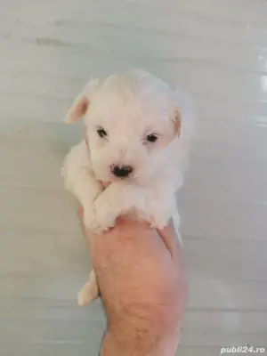 puiuti bichon maltez talie mica 