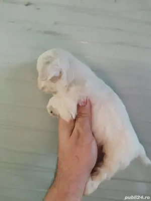 puiuti bichon maltez talie mica  - imagine 2