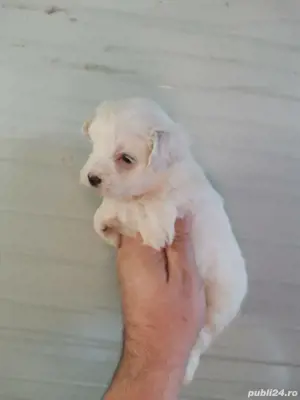 puiuti bichon maltez talie mica  - imagine 4