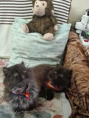 Vanzare pisoiași persani.