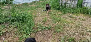 Pui ciobanesc german - imagine 4