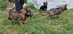 Pui ciobanesc german - imagine 2