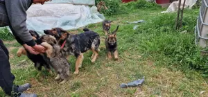 Pui ciobanesc german - imagine 3