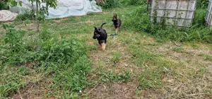 Pui ciobanesc german - imagine 5