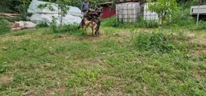 Pui ciobanesc german