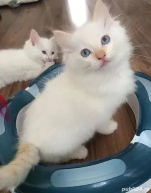 Radgoll super frumoși 