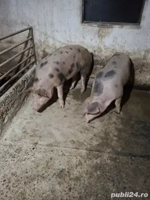 vind porci grasi    - imagine 2