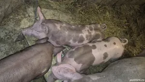 grăsuni pietrain belgian 