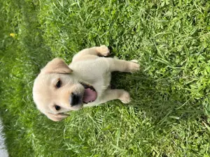 Pui de labradori 6 saptamani deparazitati - imagine 3