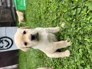 Pui de labradori 6 saptamani deparazitati - imagine 5