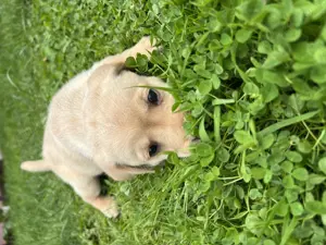 Pui de labradori 6 saptamani deparazitati