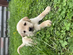 Pui de labradori 6 saptamani deparazitati - imagine 4